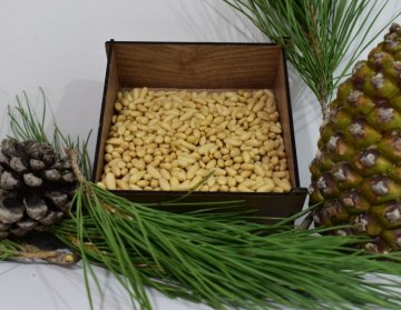 Aydin Pine Nuts