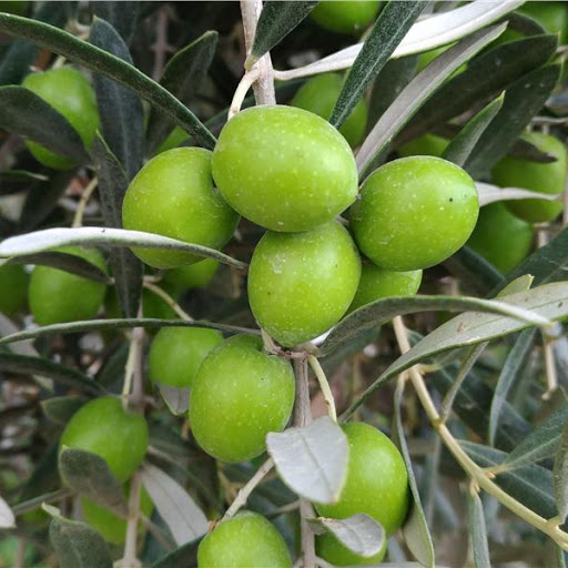 Aydın Yamalak Yellow Olive