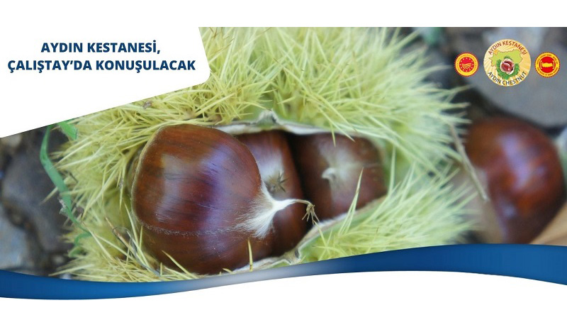 10.02.2022 AYDIN CHESTNUT IS THE MAIN POINT IN THE WORKSHOP