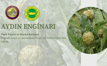 01.10.2024 The Aydın Enginarı, for which a geographical indication application was made by the Aydın Commodity Exchange, has been announced in the Geographical Indication and Traditional Product Name Bulletin of the Turkish Patent and Trademark Office