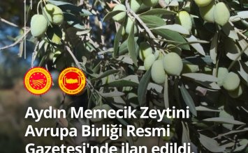 15.11.2024 Aydın Memecik Zeytini, which was applied for by the Aydın Commodity Exchange, has been announced in the Official Journal of the European Union.