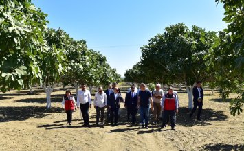 25.09.2026 Aydın Governor Varol Examined Fig Production in Germencik
