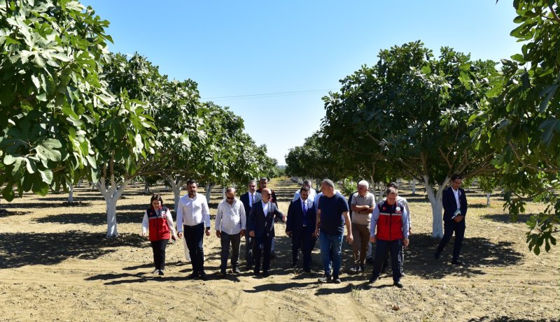 25.09.2026 Aydın Valisi Varol, Germencik’te İncir Üretimini Yerinde İnceledi