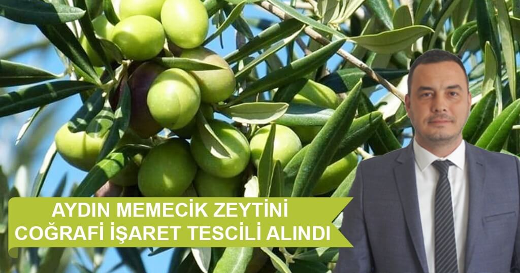 17.09.2020 Aydın Ticaret Borsası, Aydın Memecik Zeytini Coğrafi İşaret Tescili ni Aldı