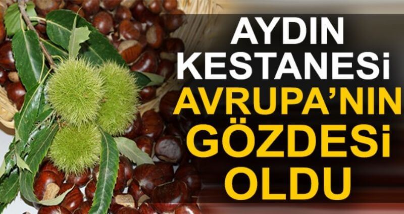 02.11.18 AYDIN KESTANESİ AVRUPA NIN GÖZDESİ OLDU 