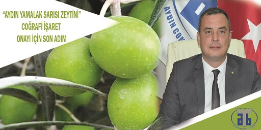 02.12.2020 Aydın Yamalak Sarısı Zeytini Coğrafi İşaret Onayı İçin Son Adım Atıldı